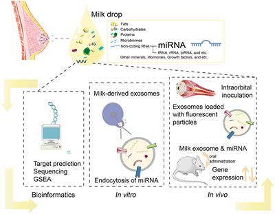 Recent insights into breast milk microRNA: their role as functional regulators